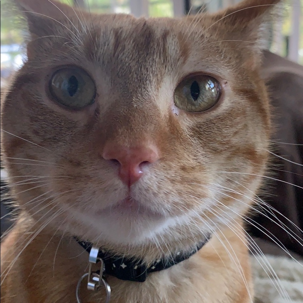 Meet your Posher, Haley